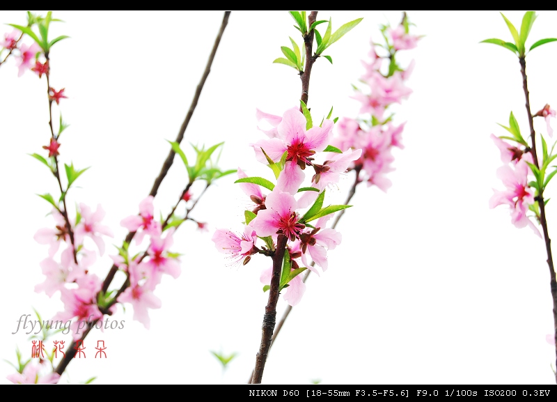 20090322_ad5f4b0aedccbd89af005OpgtrUa2rCF.jpg