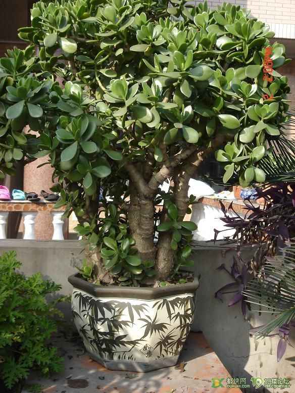 会开花的金钱树-宠物相关交易区-杭州19楼