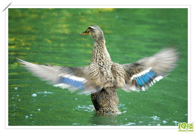 偶要举报!-谍照-19楼7086车友会-杭州19楼