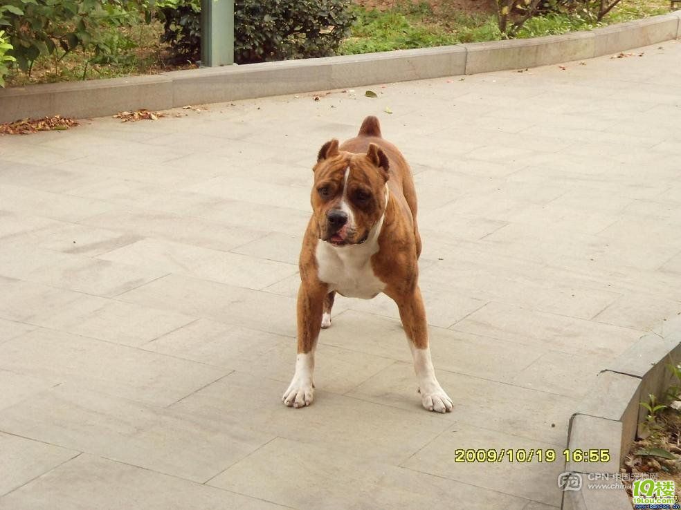 吓死人的世界十大猛犬!你喜欢?