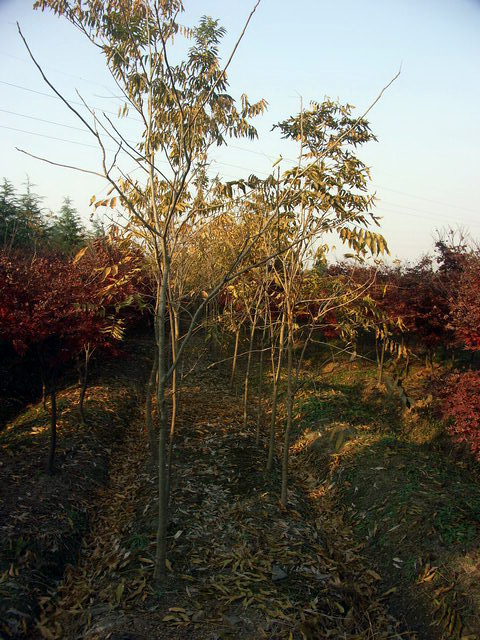 20081129_1351b5567ccd602b5aeeAQ1gDGZYZEFR.jpg