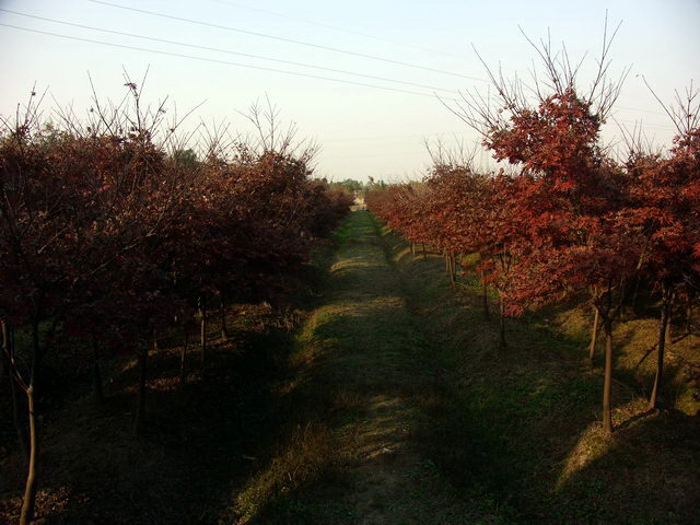 20081129_3598f58e5cbe5f2d69a2vDp4kzW3tqtW.jpg