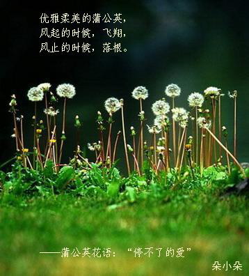 绿袖子:只是蒲公英的幻想~~