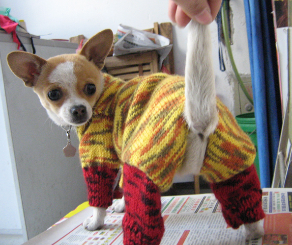 求助:如何给小狗织毛衣 或者用旧羊毛衫改成毛