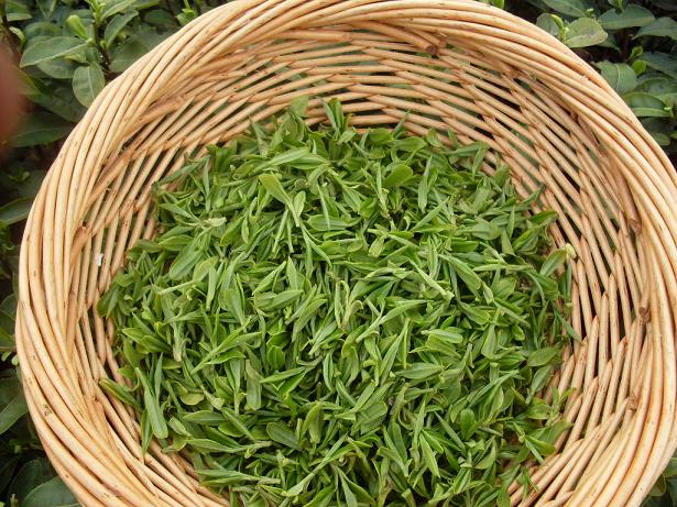 4斤盒子6两茶 "美丽浪费"几时休