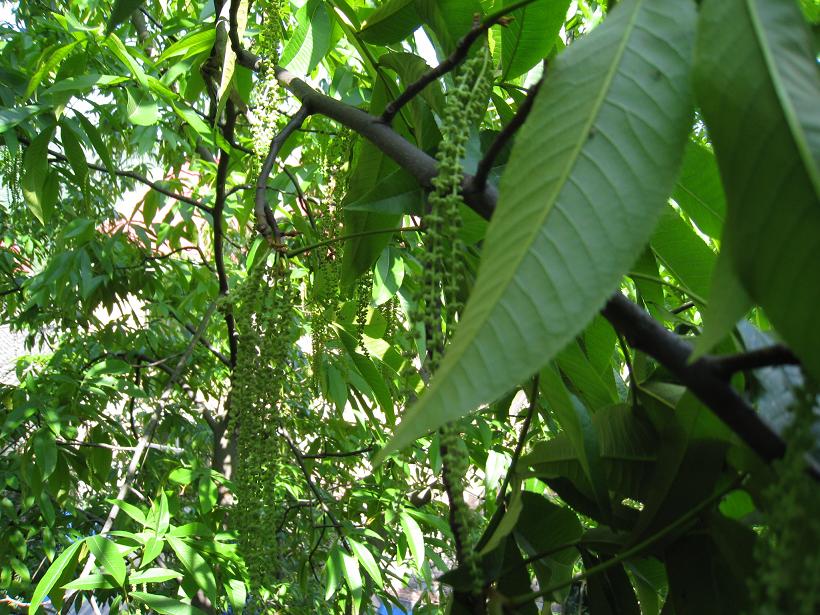 见过山核桃花吗?