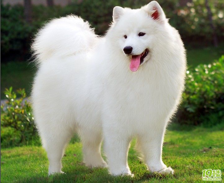 一段白色的童话开始了~~白色传奇直孙登陆杭城!