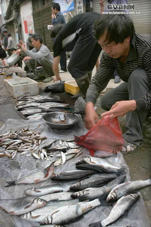 乐平的蚕和清水鱼乐平人在杭州进来聊聊