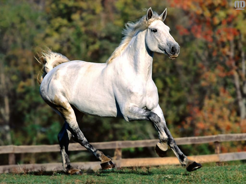 马元素之-黑与白-以及后续照片